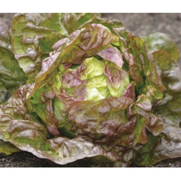 Salade pommé rouge